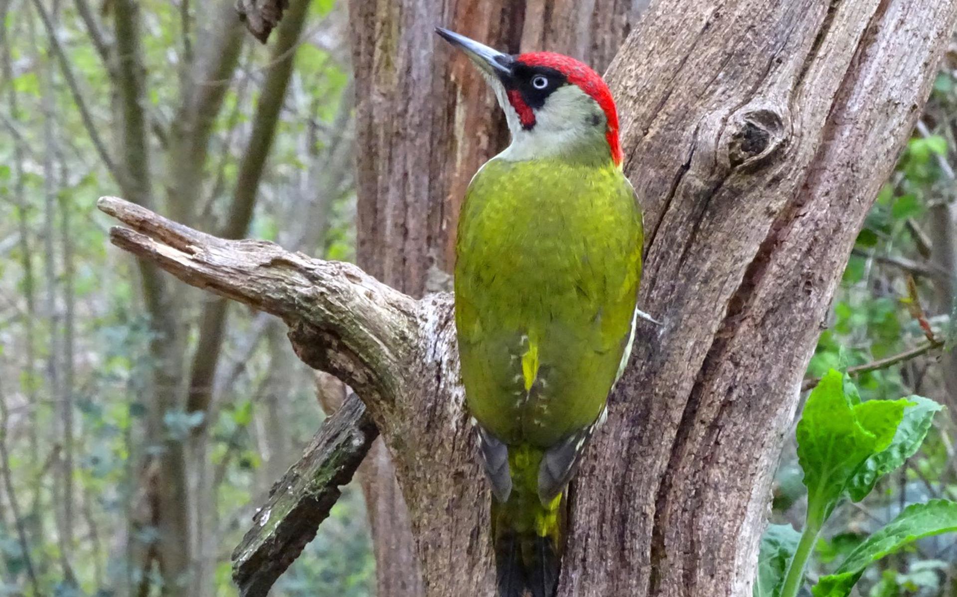 Groene Specht Natuur Om De Hoek Steenwijker Courant